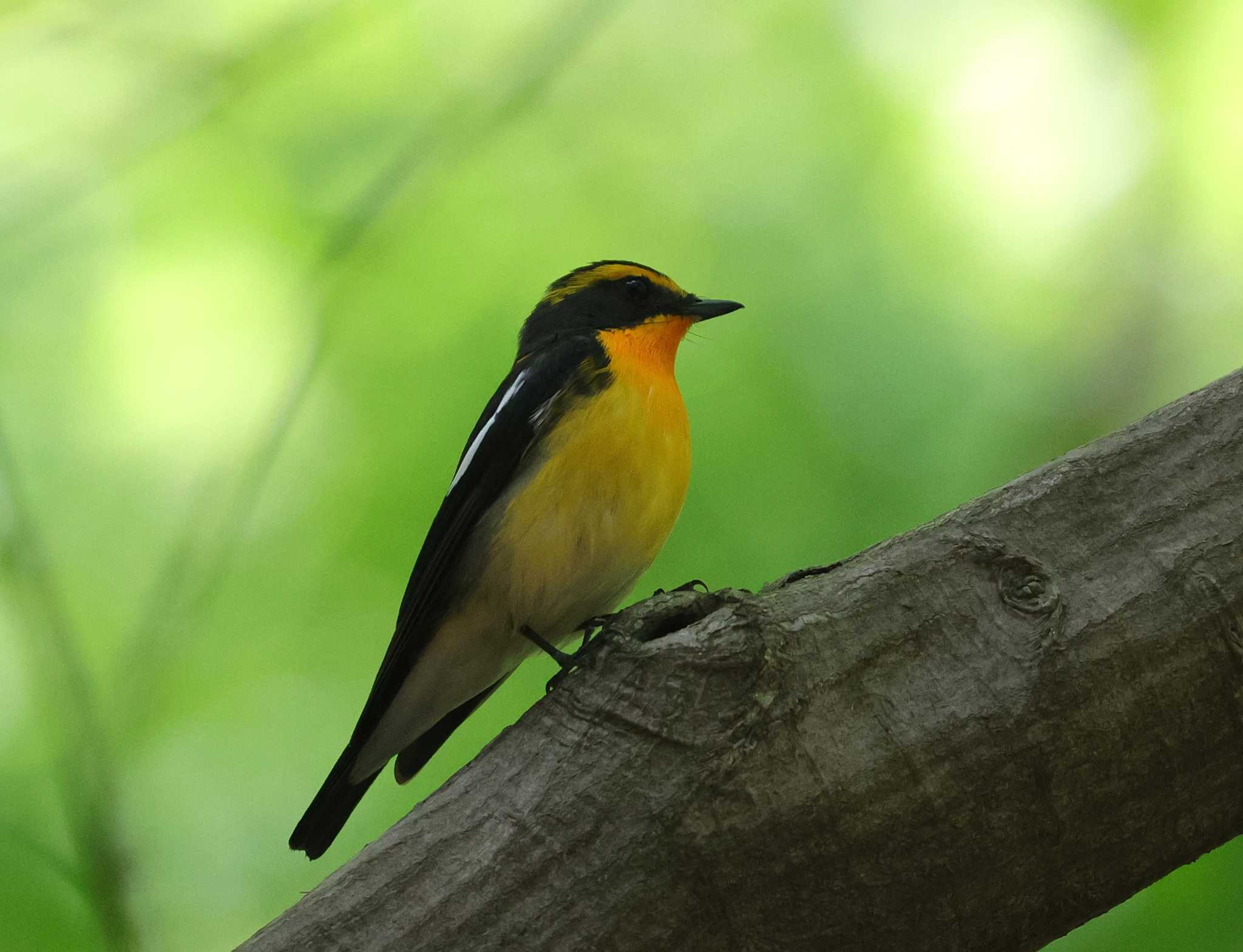 Photo of Narcissus Flycatcher at 多摩地区 by taiga