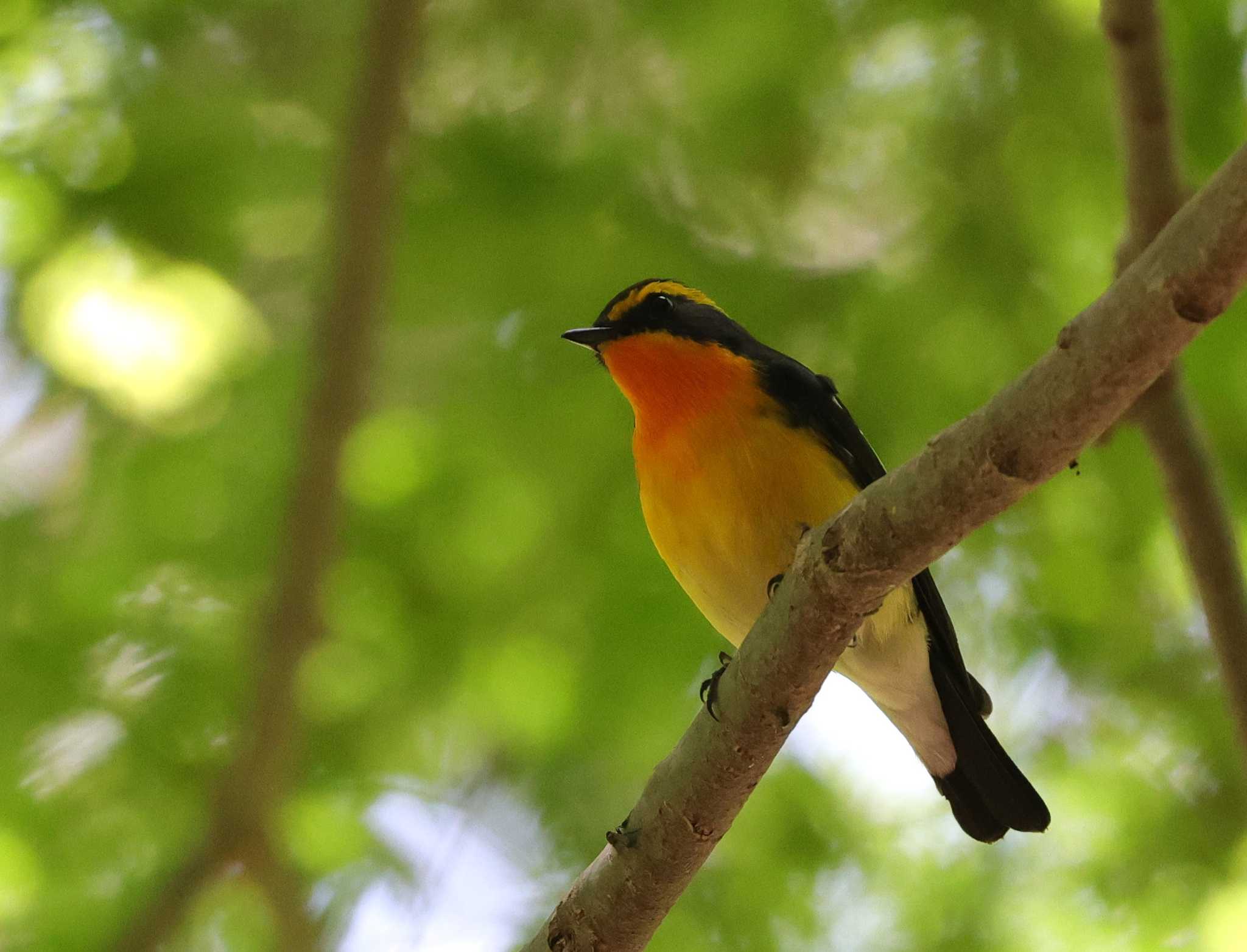 Photo of Narcissus Flycatcher at 多摩地区 by taiga