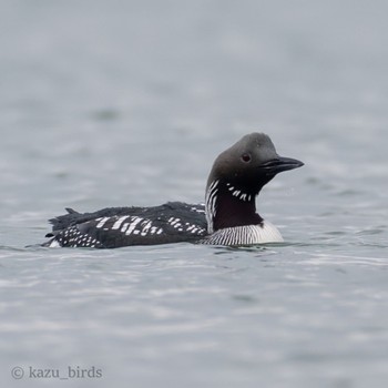 Black-throated Loon 福岡 Mon, 4/15/2024