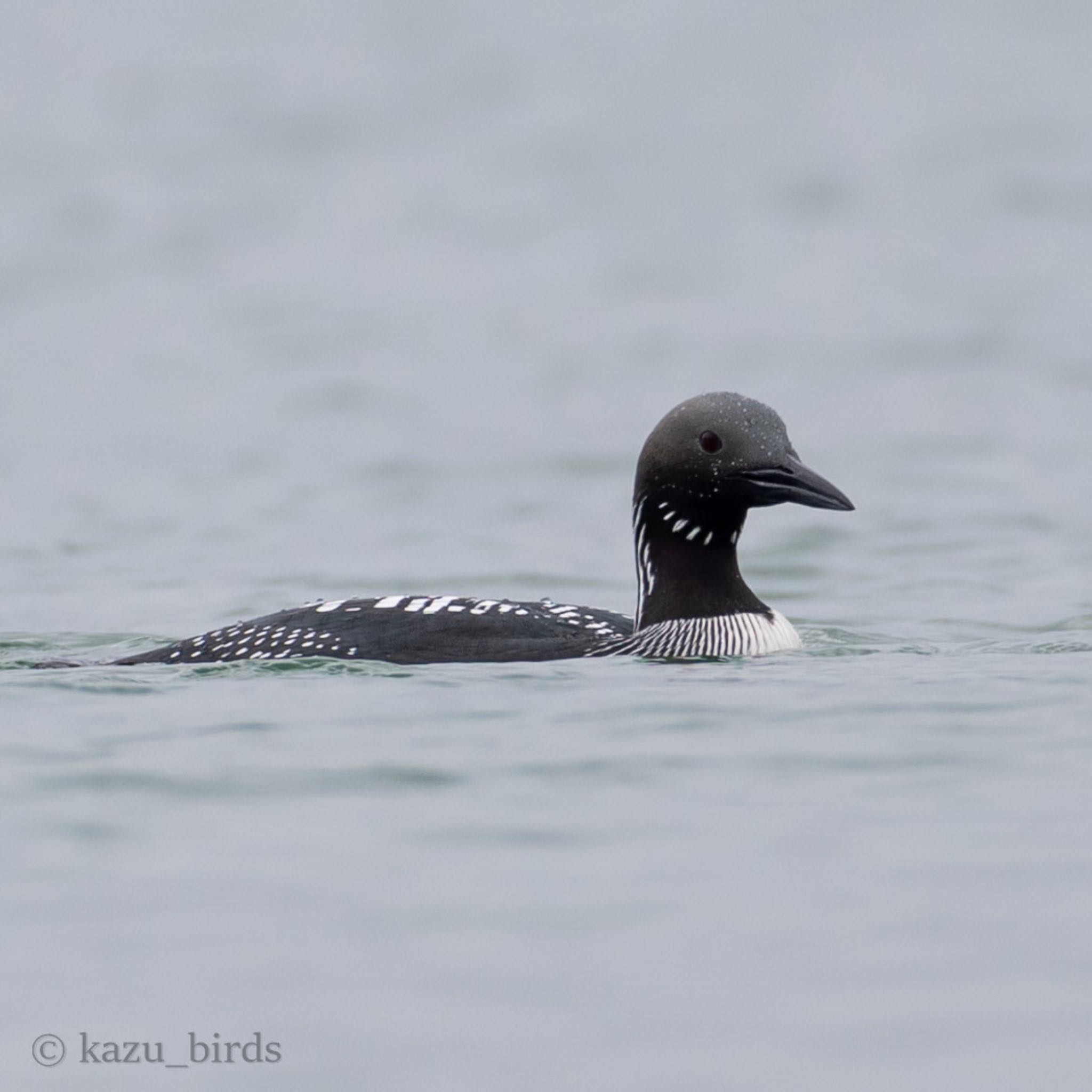 Photo of Black-throated Loon at 福岡 by アグリ