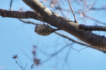 Japanese Pygmy Woodpecker 東京都板橋区 Sat, 12/29/2018