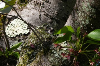 Long-tailed Tit 東京都多摩地域 Fri, 4/19/2024