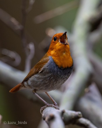 Japanese Robin 福岡 Mon, 4/8/2024