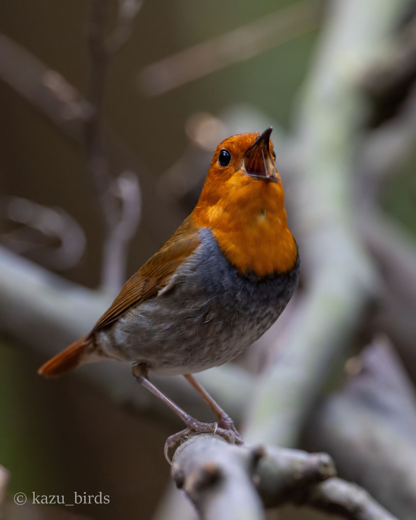 Photo of Japanese Robin at 福岡 by アグリ