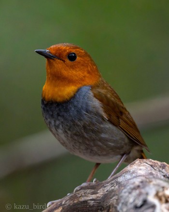 Japanese Robin 福岡 Mon, 4/8/2024