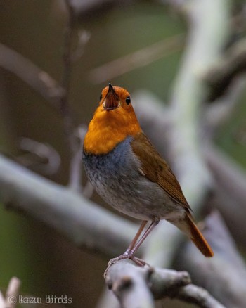 Japanese Robin 福岡 Mon, 4/8/2024