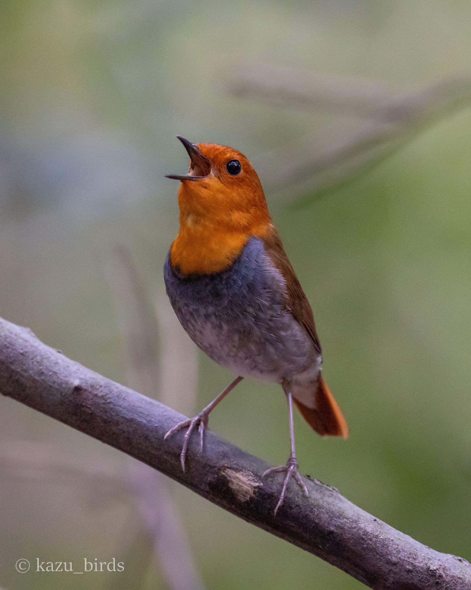 Photo of Japanese Robin at 福岡 by アグリ