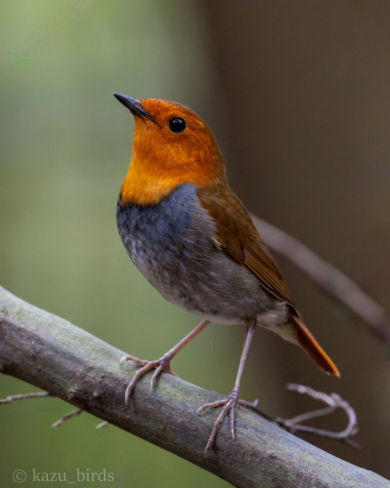 Photo of Japanese Robin at 福岡 by アグリ