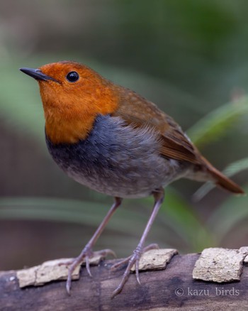 Japanese Robin 福岡 Thu, 4/11/2024