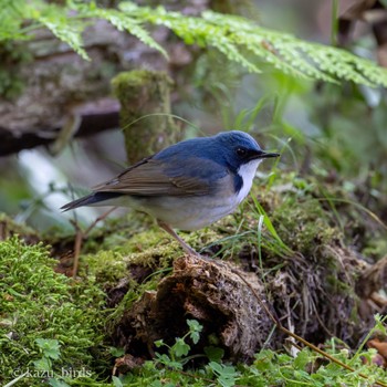 Siberian Blue Robin 福岡 Thu, 4/18/2024