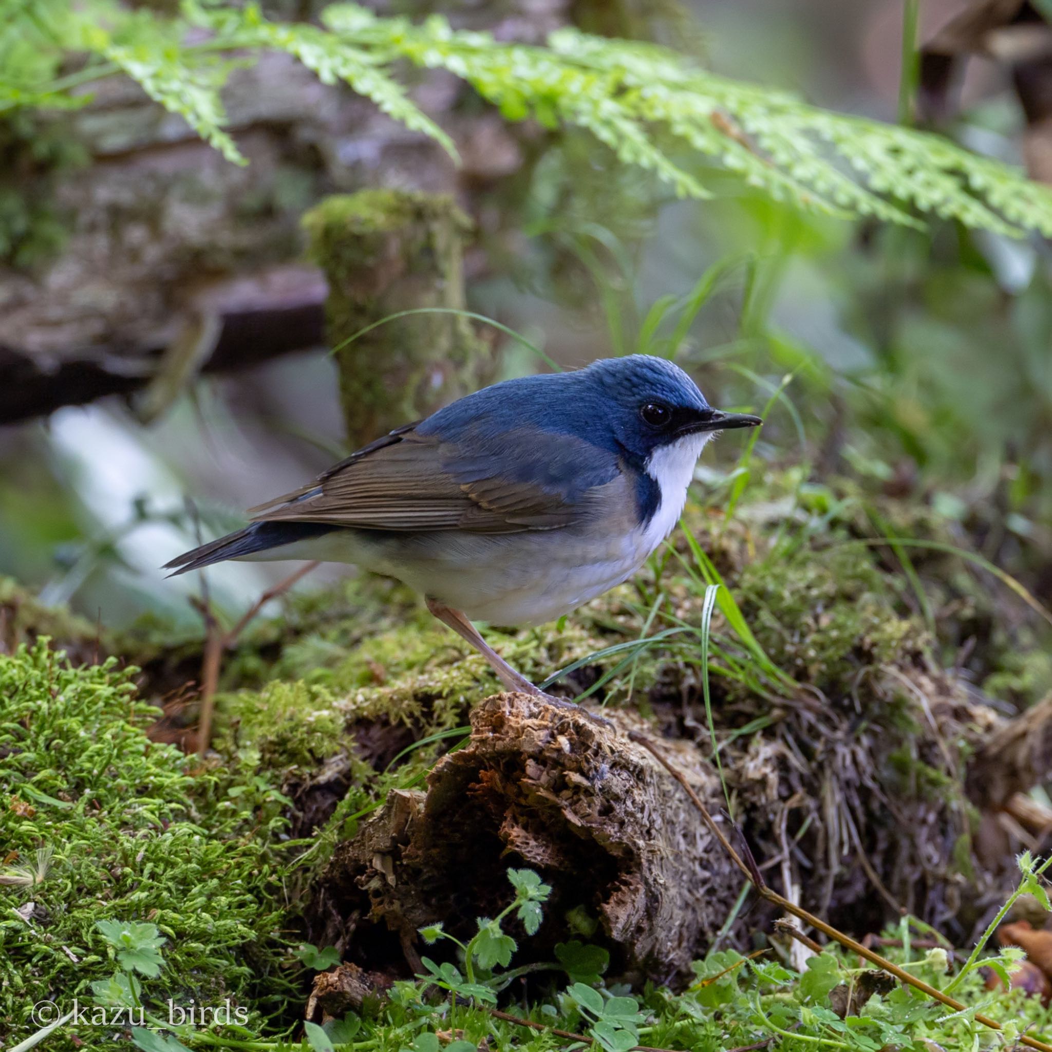 Photo of Siberian Blue Robin at 福岡 by アグリ