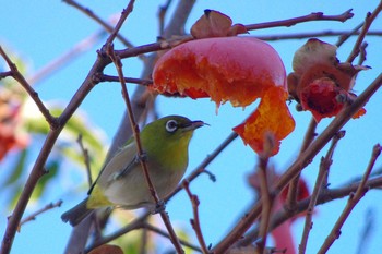 Warbling White-eye 東京都板橋区 Sat, 12/29/2018