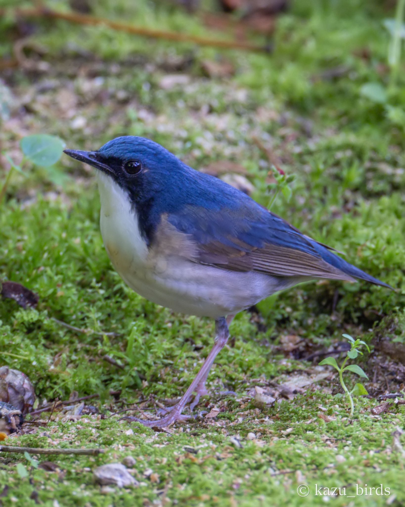 Photo of Siberian Blue Robin at 福岡 by アグリ