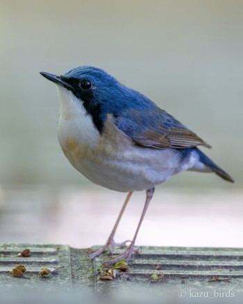 Siberian Blue Robin 福岡 Thu, 4/18/2024