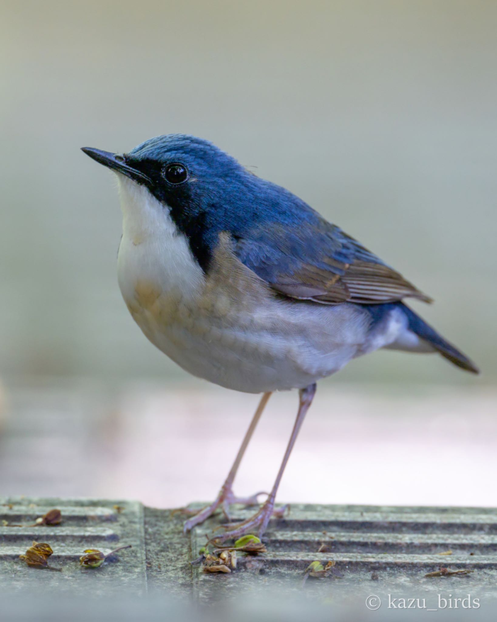 Photo of Siberian Blue Robin at 福岡 by アグリ