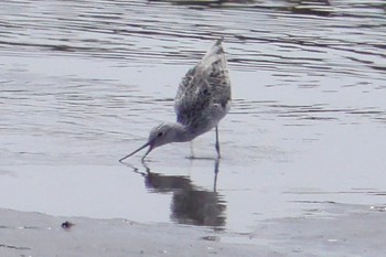 Common Greenshank 荒川河川敷 Sat, 4/20/2024