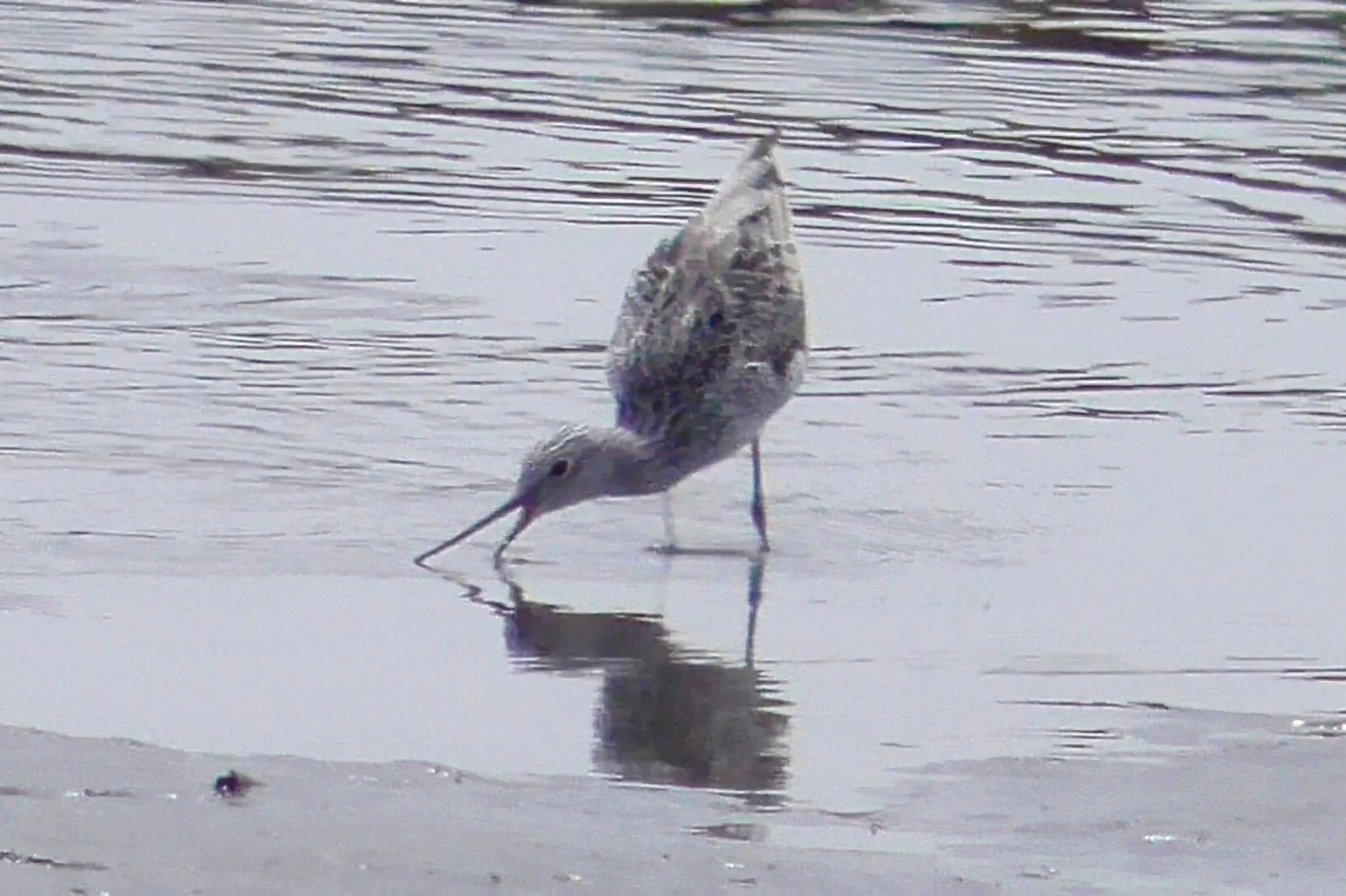 Photo of Common Greenshank at 荒川河川敷 by KozBird