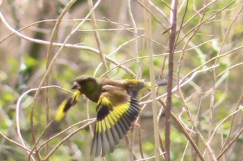 2024年4月20日(土) 荒川河川敷の野鳥観察記録