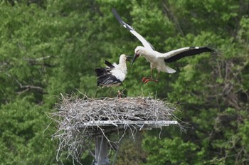 コウノトリ コウノトリの里(野田市) 2024年4月20日(土)