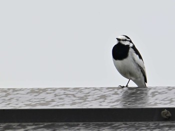 White Wagtail 平城宮跡 Sun, 4/21/2024