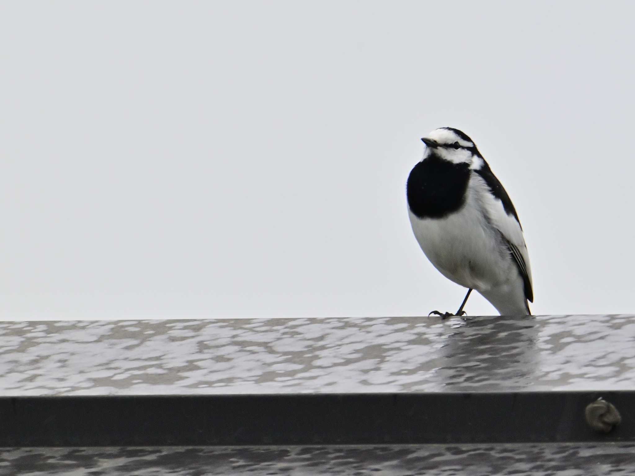 White Wagtail