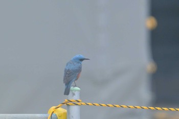 Blue Rock Thrush 平城宮跡 Sun, 4/21/2024