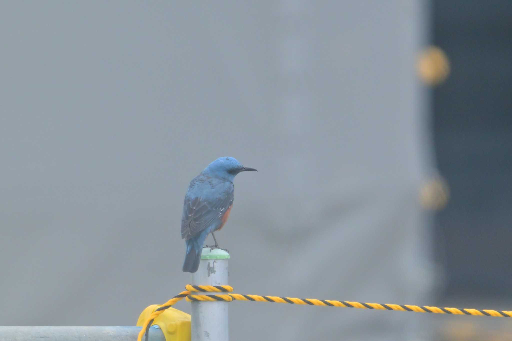 Blue Rock Thrush