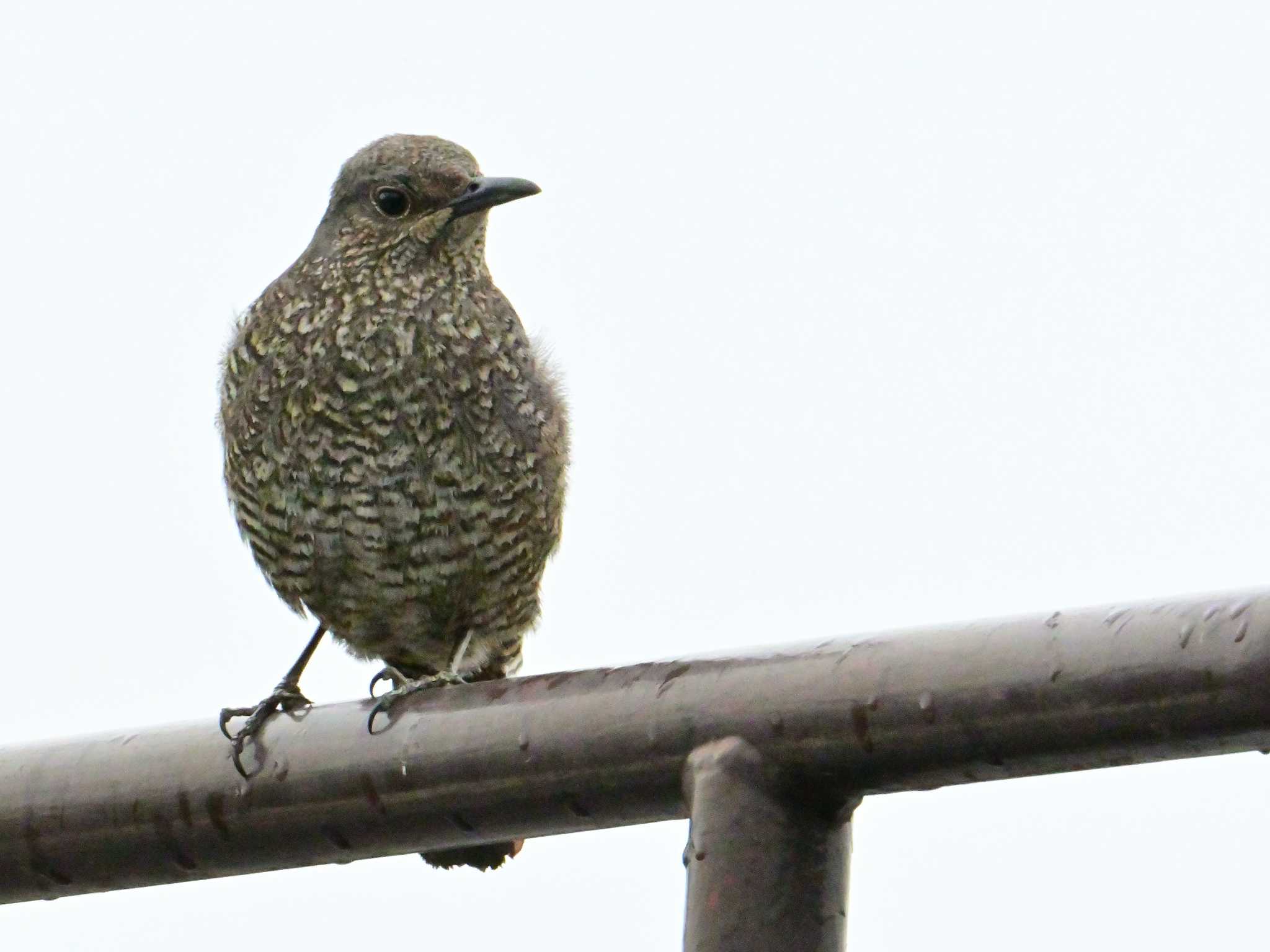 Blue Rock Thrush