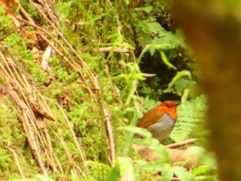 Japanese Robin Hayatogawa Forest Road Sun, 4/21/2024