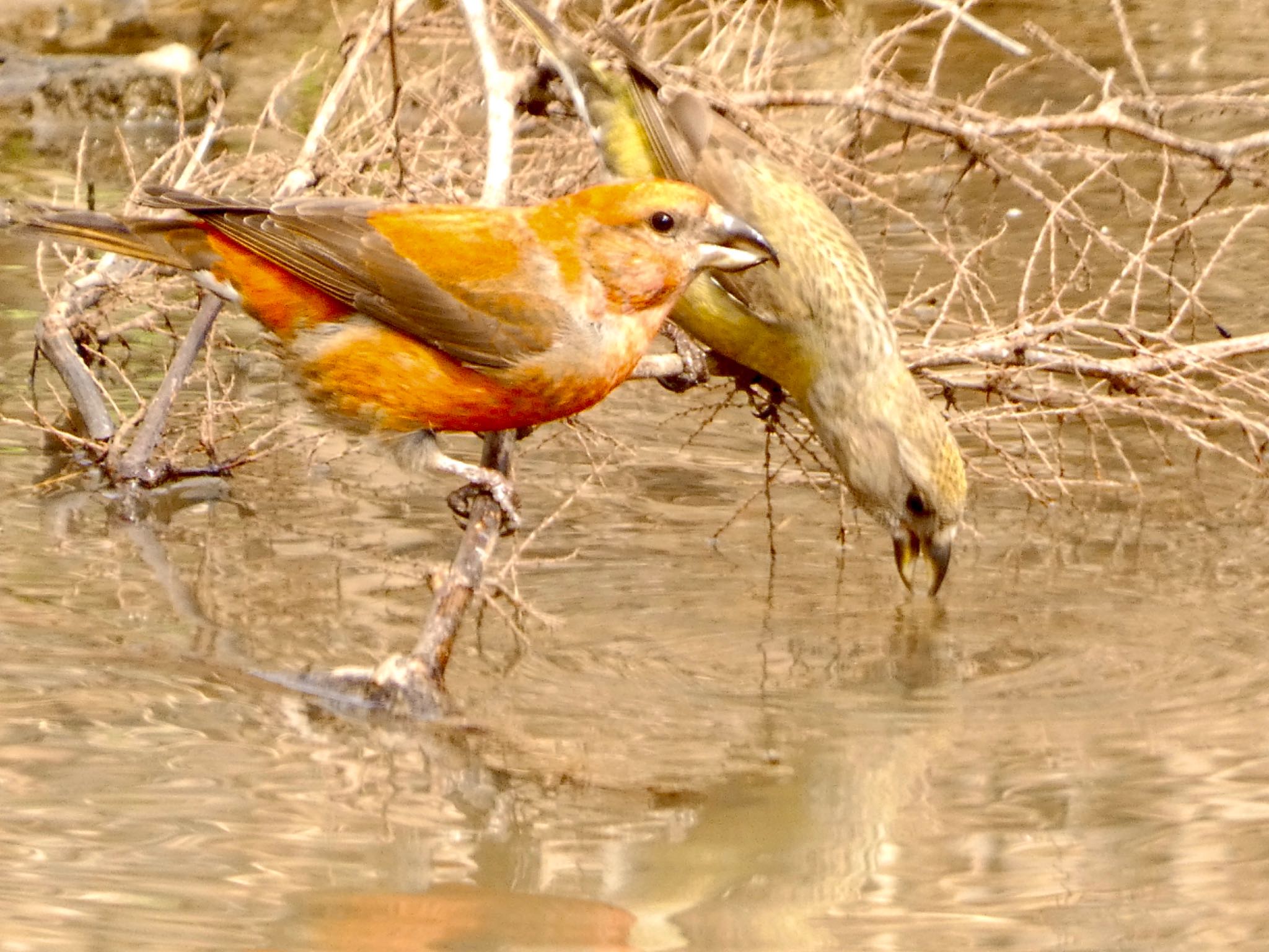 Photo of Red Crossbill at JGSDF Kita-Fuji Exercise Area by koshi