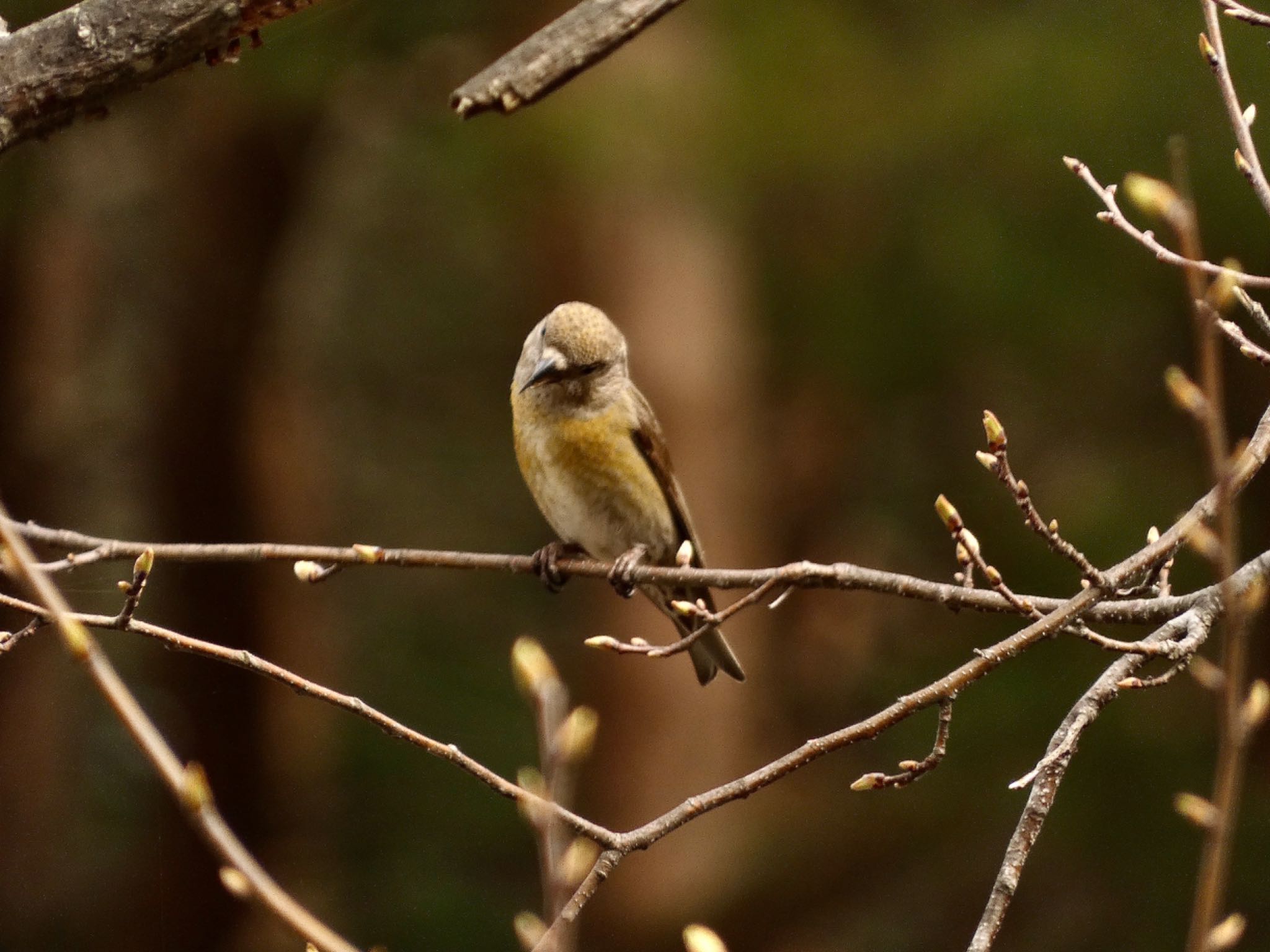 Photo of Red Crossbill at JGSDF Kita-Fuji Exercise Area by koshi