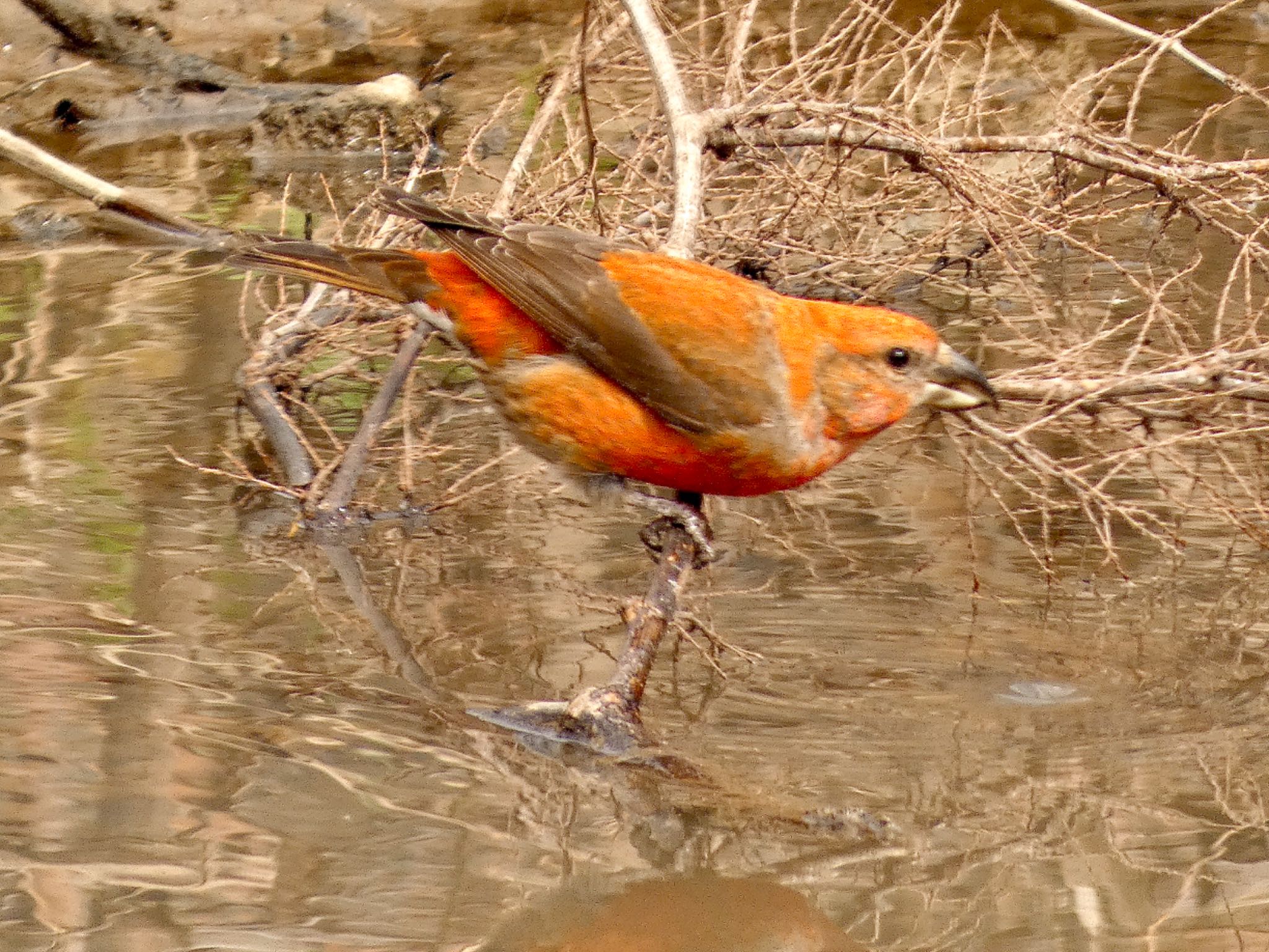 Photo of Red Crossbill at JGSDF Kita-Fuji Exercise Area by koshi