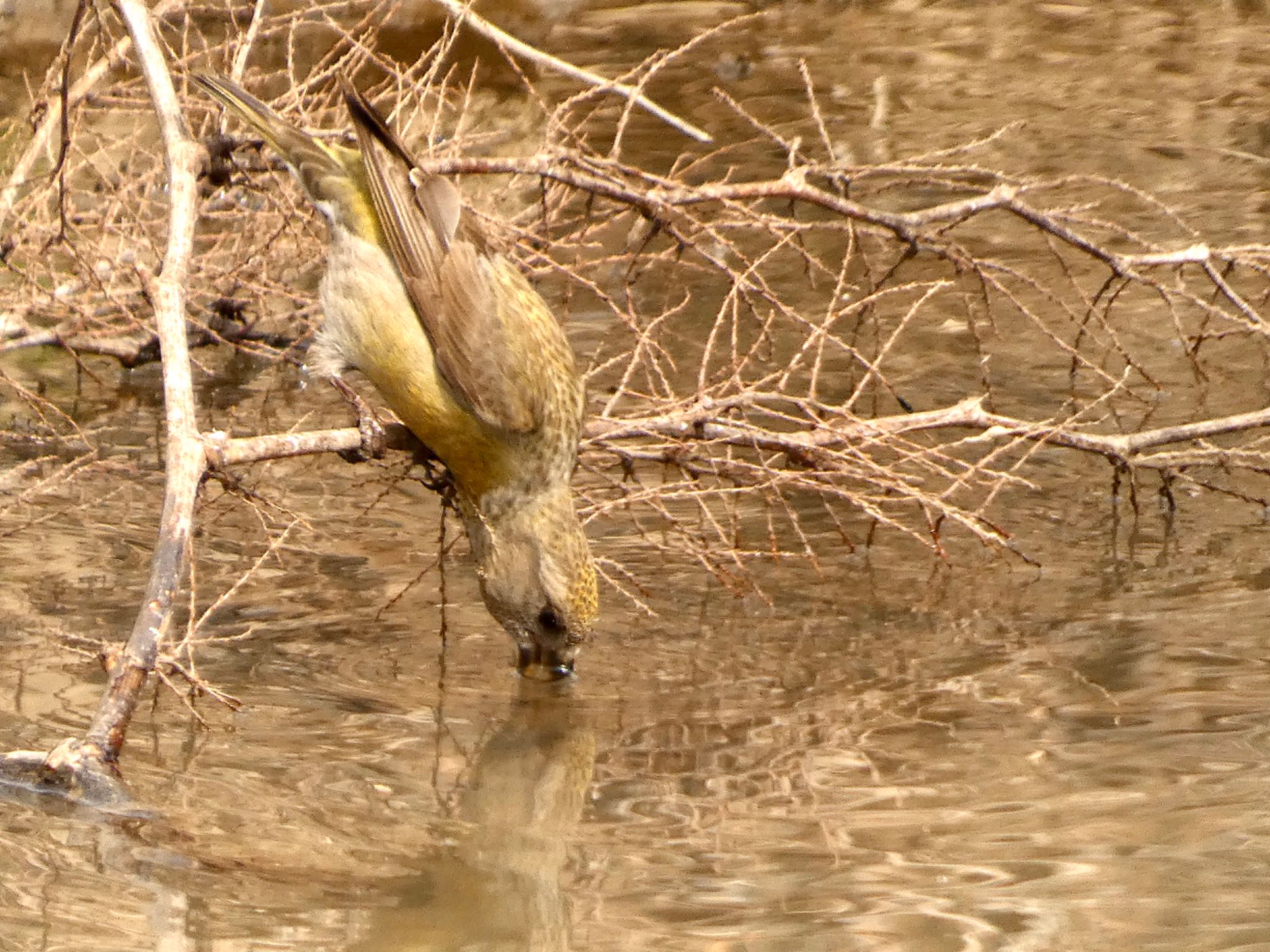 Photo of Red Crossbill at JGSDF Kita-Fuji Exercise Area by koshi