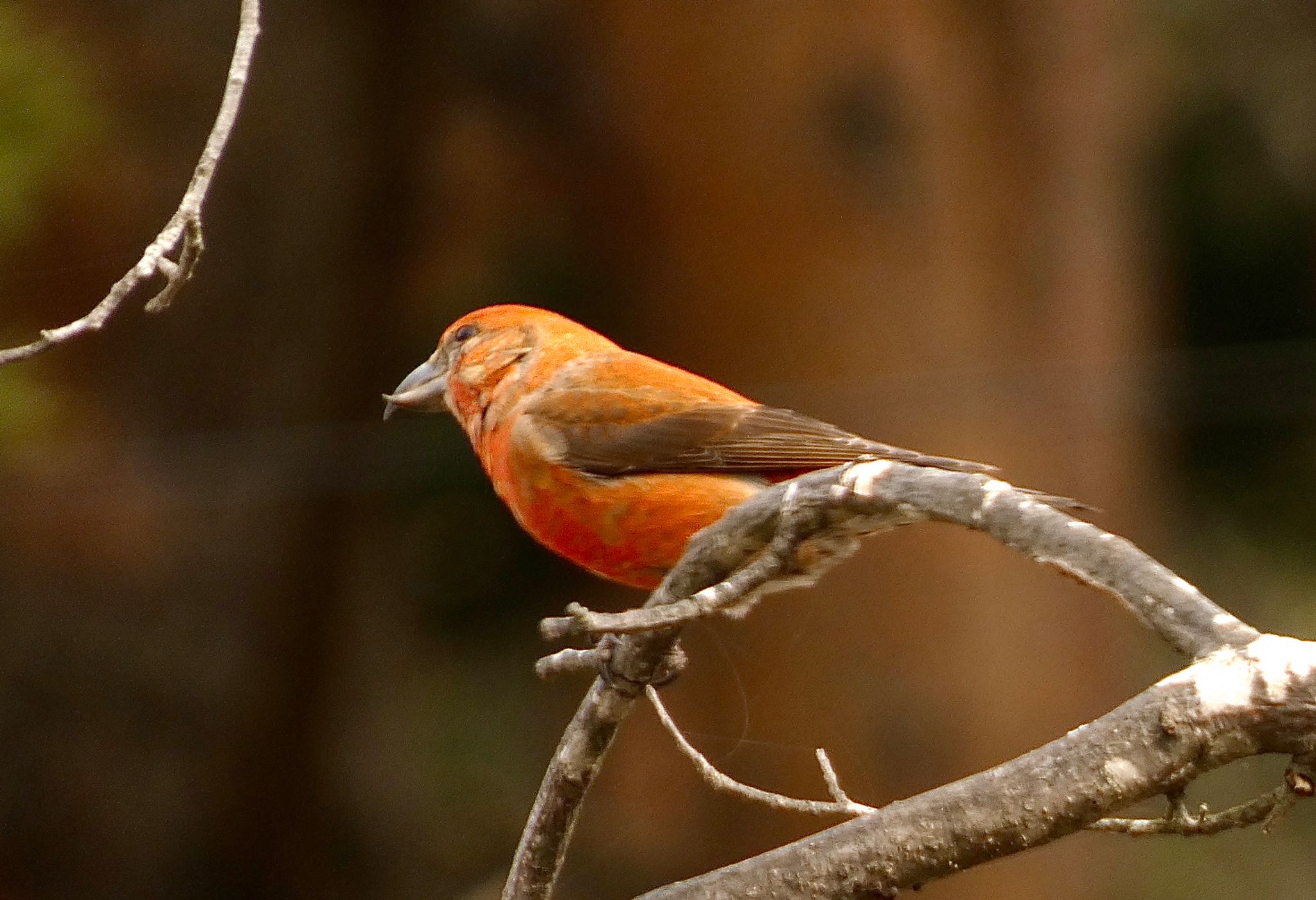 Photo of Red Crossbill at JGSDF Kita-Fuji Exercise Area by koshi