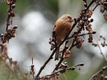 Siberian Long-tailed Rosefinch Hayatogawa Forest Road Sun, 2/18/2024