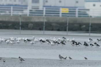 メダイチドリ ふなばし三番瀬海浜公園 2024年4月12日(金)