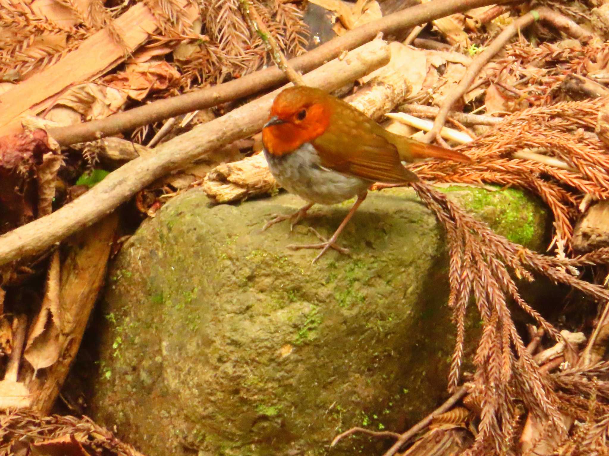 Photo of Japanese Robin at 日向渓谷 by ゆ