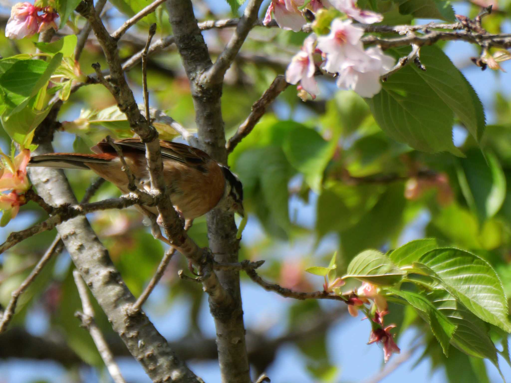 また・・桜の木はいいよ・・。 by little birds