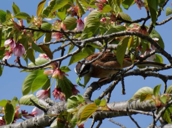 Meadow Bunting 秩父 Sat, 4/20/2024