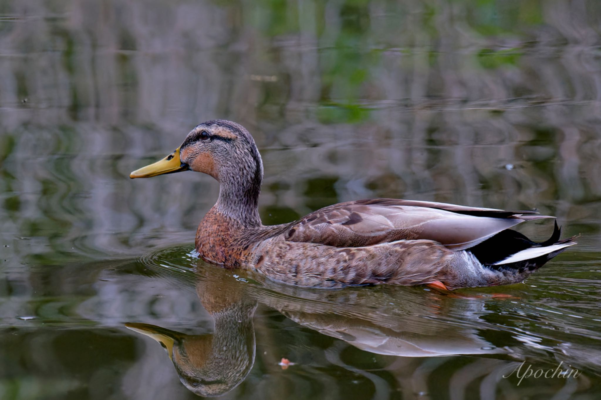 Photo of Mallard x Eastern Spot-billed Duck at 近所 by アポちん