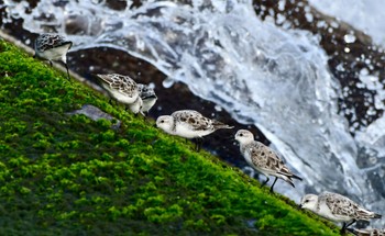 Sanderling 御前崎海岸 Sat, 4/13/2024