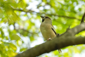 Hawfinch 見沼自然公園 Sun, 4/21/2024