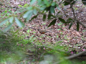 Brown-headed Thrush 厚木七沢森林公園 Sun, 4/21/2024