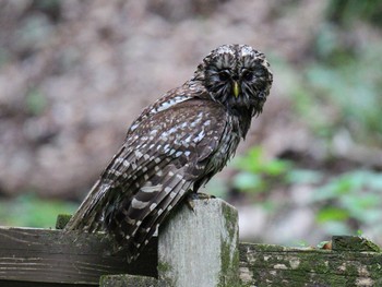 Ural Owl 厚木七沢森林公園 Sun, 4/21/2024