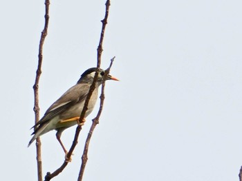 White-cheeked Starling 馬見丘陵公園 Sat, 4/20/2024