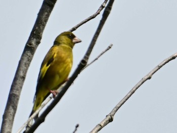 Grey-capped Greenfinch 馬見丘陵公園 Sat, 4/20/2024