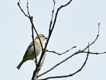 Russet Sparrow 馬見丘陵公園 Sat, 4/20/2024