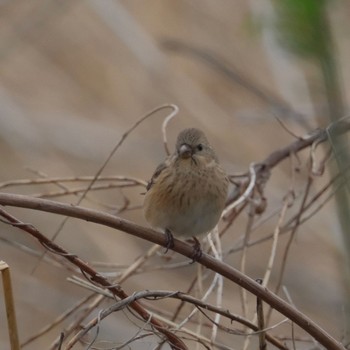 Siberian Long-tailed Rosefinch 蓮田 Sat, 4/6/2024