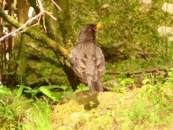 Japanese Thrush 日向渓谷 Sun, 4/21/2024