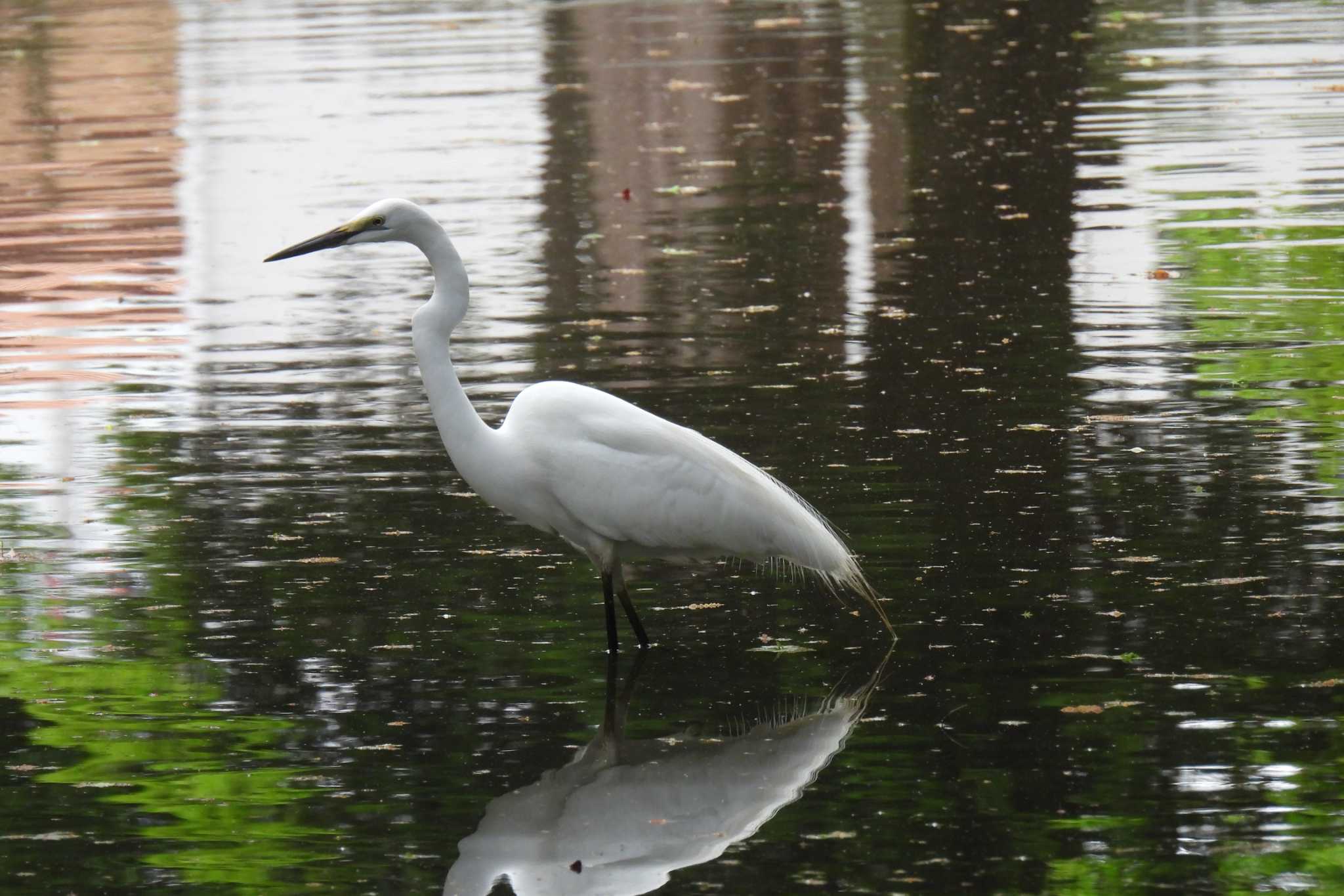 Photo of Great Egret at 航空公園 by ぶぅすか